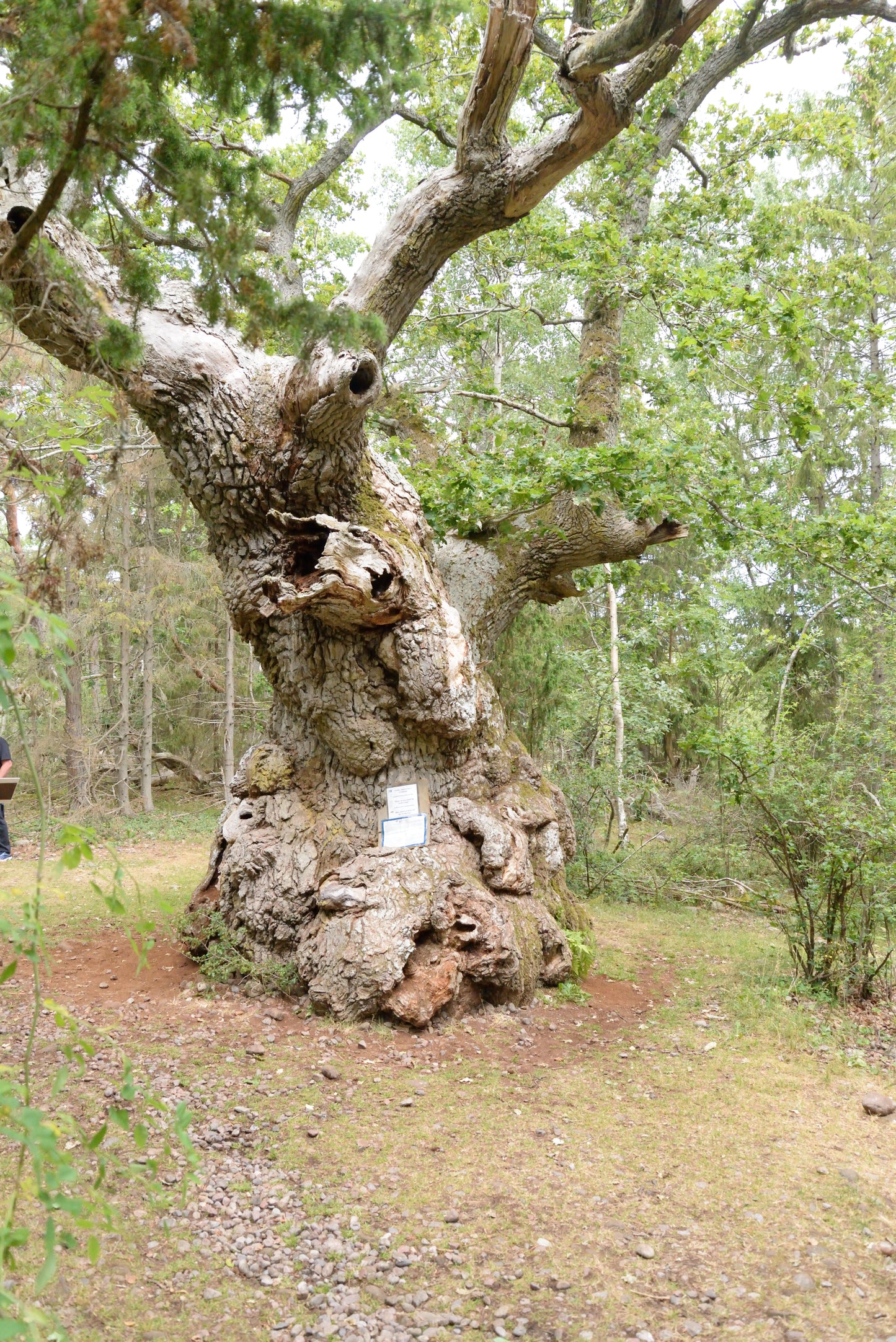 Nosework Läger på Öland, 24–26 juni