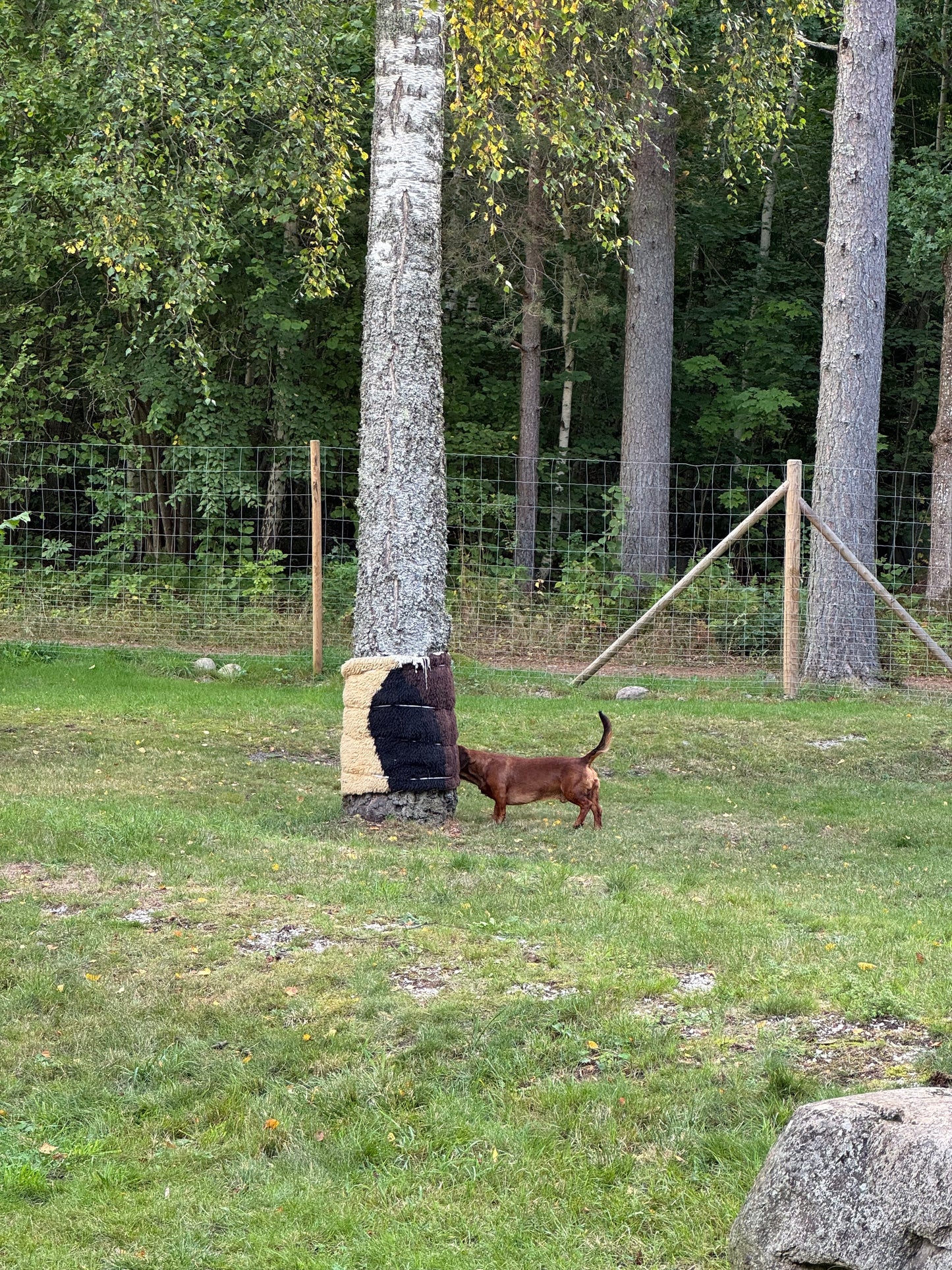 Vandring eller Viltspår på Kroppefjäll