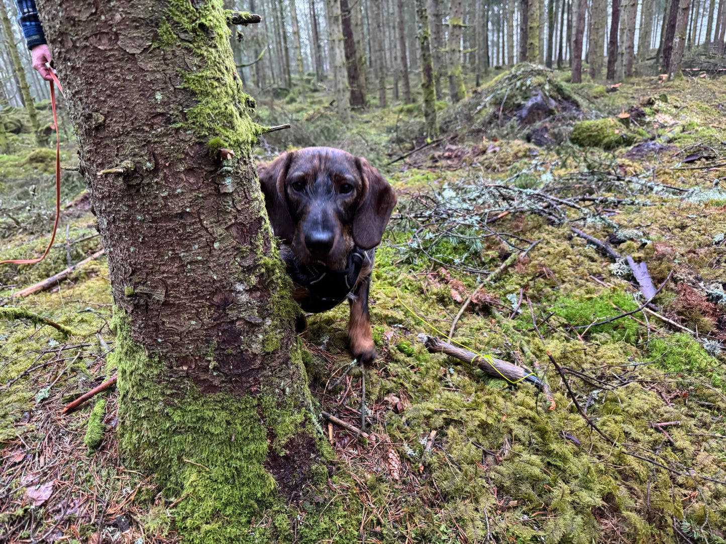 Blodspår / Viltspår, Färdigt Spår