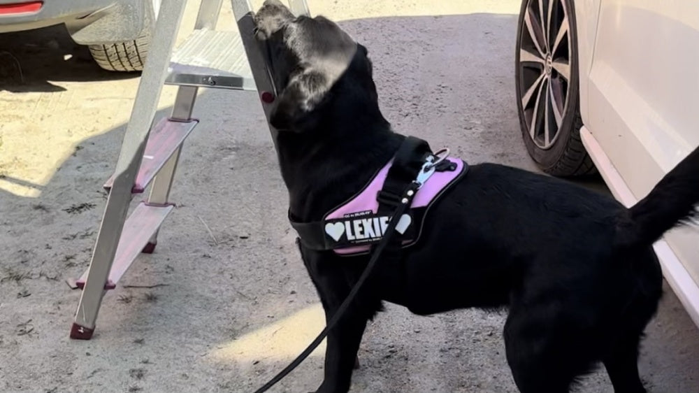 Nose Work Clear Round Tävling