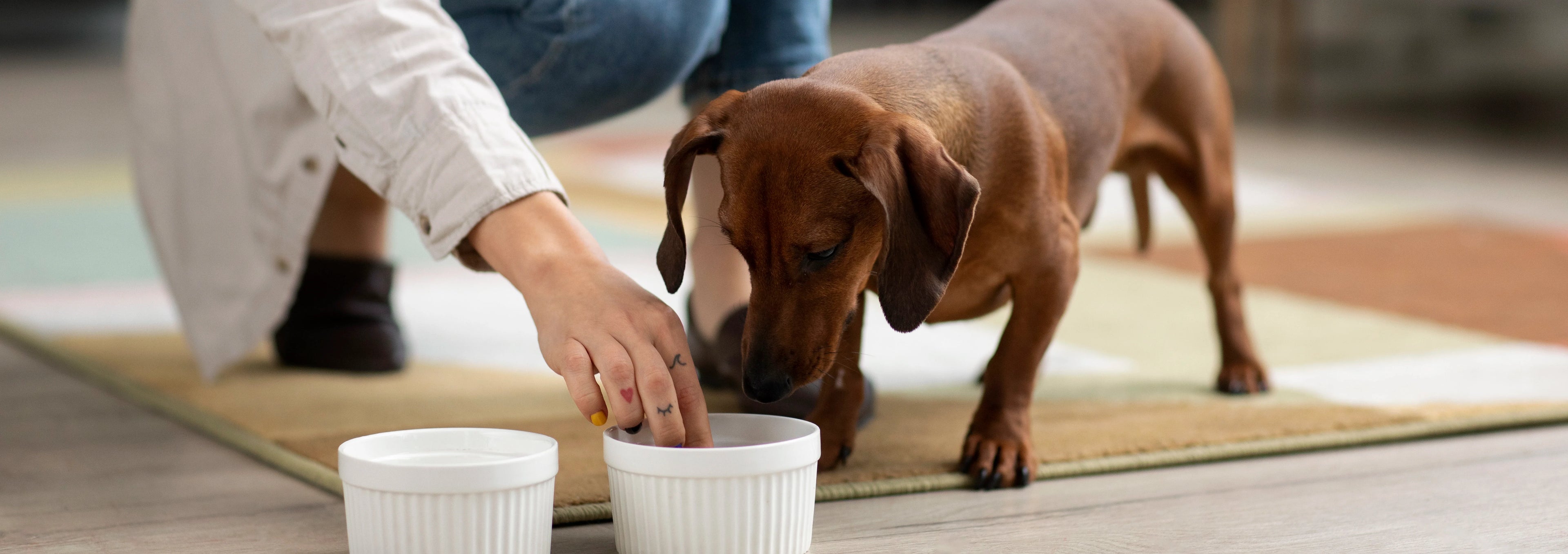 Kosttillskott för hundar
