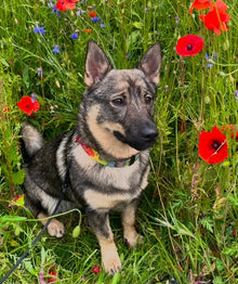 Föreläsning: Hundens vanligaste sjukdomar och förebyggande friskvård