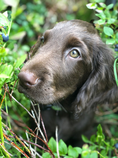 Kurs i Vardagslydnad Steg 2