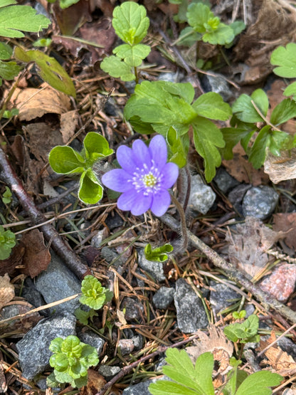 Vandring eller Viltspår på Kroppefjäll