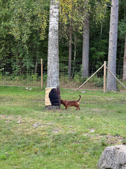 Vandring eller Viltspår på Kroppefjäll