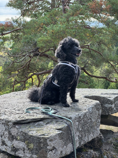 Vandring eller Viltspår på Kroppefjäll