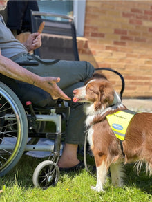 Informationskväll om Sociala tjänstehundar