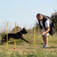 Kurs: Fortsättning i Agility