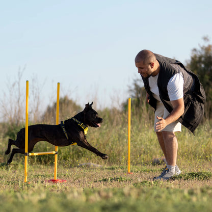 Agility träning