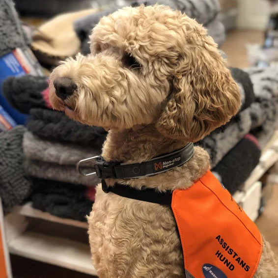 Assistanshunds-instruktör