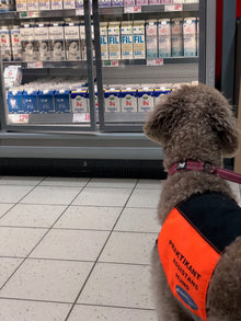 Assistanshunds-instruktör