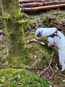 Blodspår / Viltspår, Steg 1