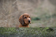 forelasning-fran-valp-till-hund.jpg