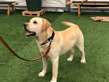 Kurs i Vardagslydnad Steg 1 - Fortsättning efter Valpkurs