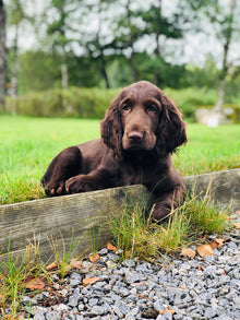 Kurs i Vardagslydnad Steg 2