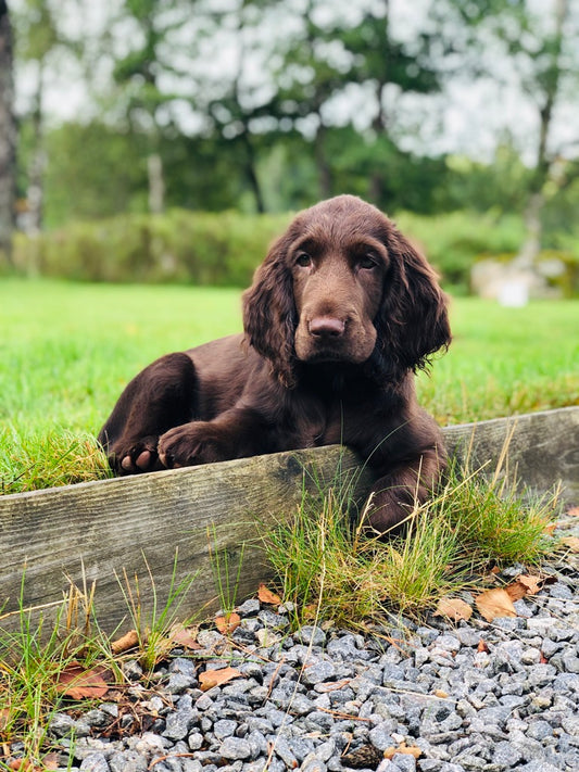 Kurs i Vardagslydnad Steg 2