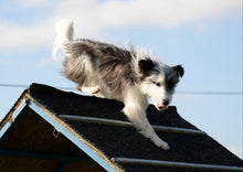 Kurs: Nybörjare i Agility