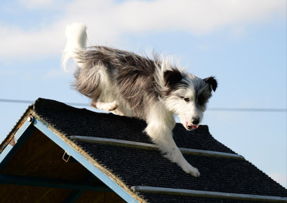Agility träning
