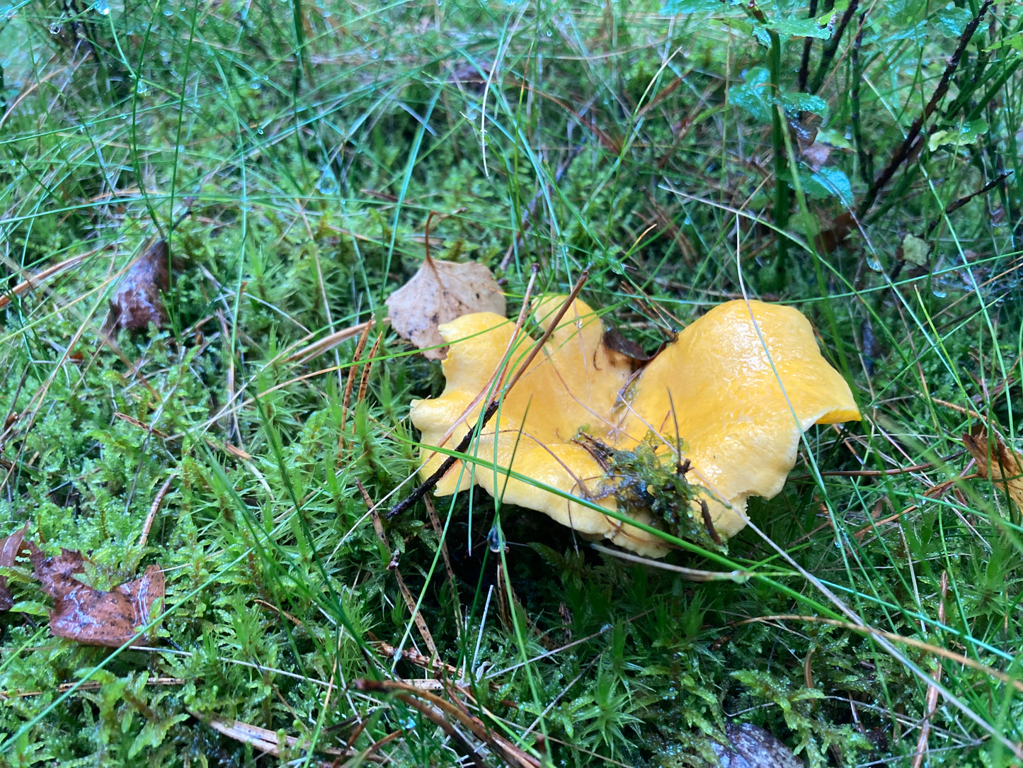 Kurs i Kantarellsök