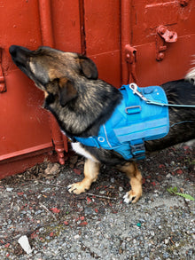 Kurs i Nose Work - Steg 2