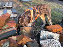 Kurs i Nose Work - Steg 1, Nybörjare