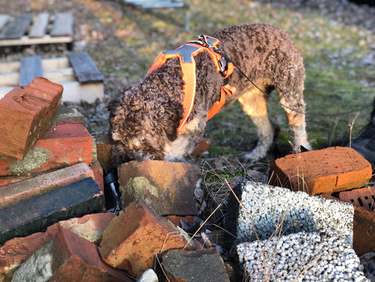 Kurs i Nose Work - Steg 1, Nybörjare