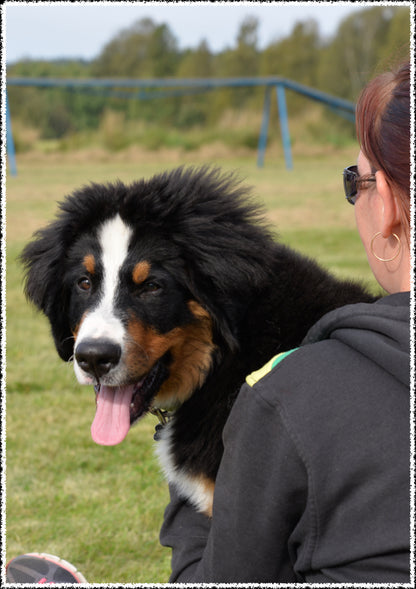 Fördjupad hundkunskap