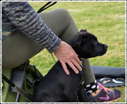 Fördjupad hundkunskap