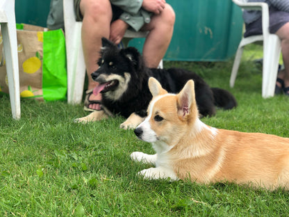 Fördjupad hundkunskap