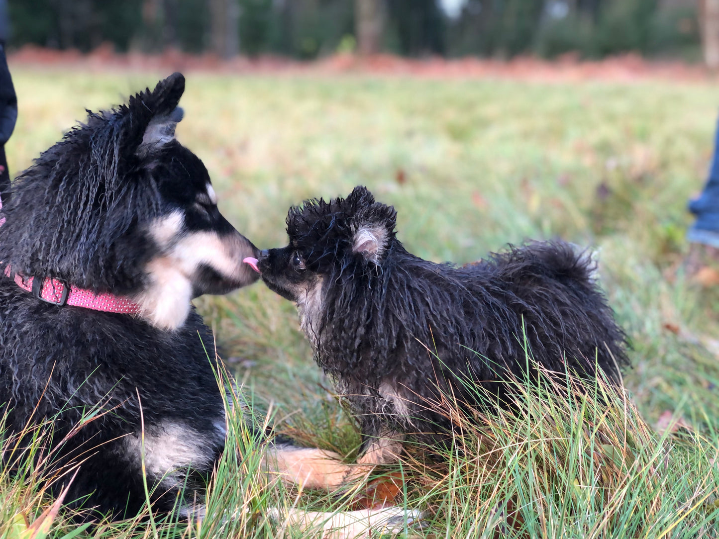 Föreläsning: Från Valp till Unghund