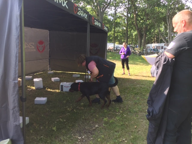 Nose Work Klass 2 Tävling - TSM