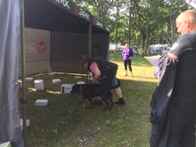 Nose Work Klass 2 Tävling - TSM