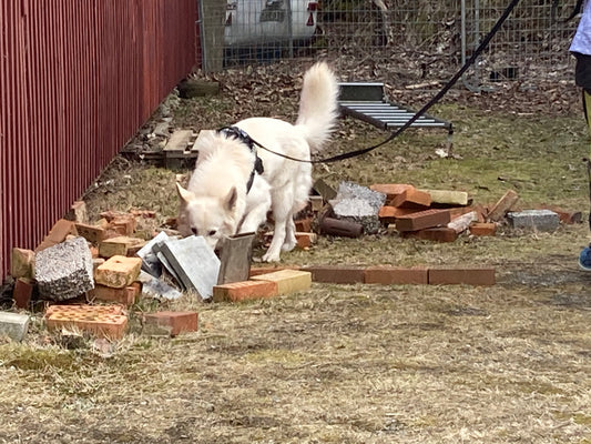 Kurs i Nose Work - Med sikte på att tävla i NW 2